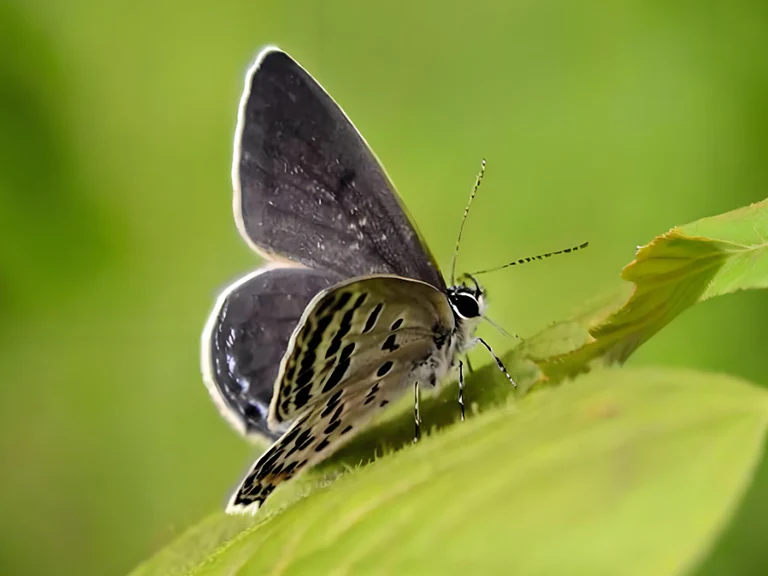 Macro Photography Lightin 20260304 01